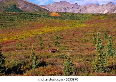 Caribou At The Tundra Landscape