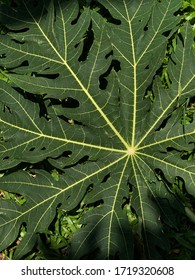 Carica papaya leaf with shade