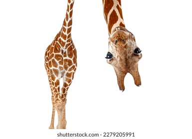 caricature of a funny and cute giraffe upside down  with teeth and big eyes. Perspective effect shrinking the body which creates a lot of depth, isolated on white