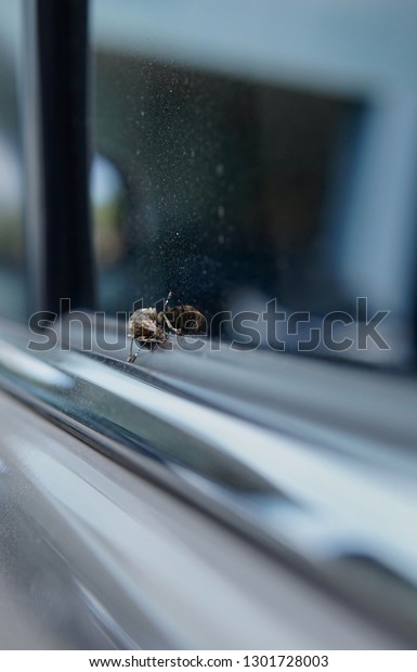 Caridae beetle outside my
car window