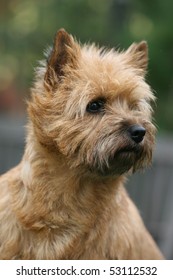 1,372 Cairn terrier puppies Images, Stock Photos & Vectors | Shutterstock