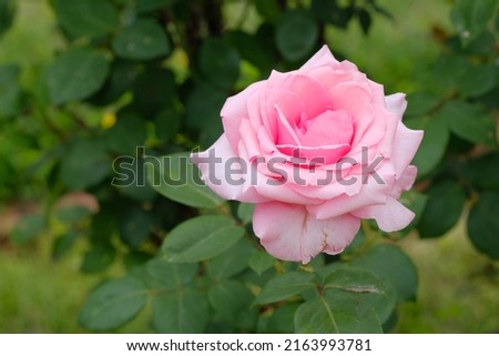 Carina rose in full blooming
