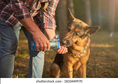 Caring Dog Owner Helping A German Shepherd Drink From His Palm While Keeping It Hydrated