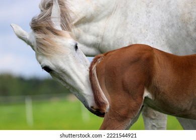 A Caring Gray Mare Checks Her Chestnut Foal