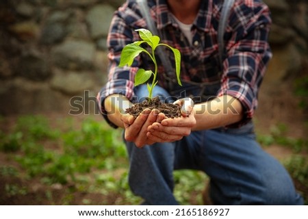 Caring hands of farmer planting a plant, bell pepper in vegetable garden in early spring time. Concept natural products, bio ecology, grow vegetables, fresh product. Small, local farm, outdoors.