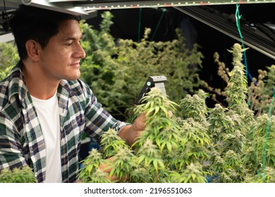 Caring For Indoor Cannabis Plants Fresh Cannabis Flowers Are Being Pruned By Cutting Off The Cannabis Leaves Near The Flowers. Green House.