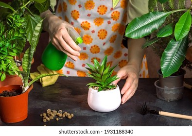 Caring For Indoor Plants In A Pot, A Woman Sprays Flowers.