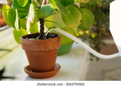 Caring Of Indoors Flower: Closeup Of White Watering Can Water Houseplant In Terracotta Ceramic Pot On Windowsill. Owner Taking Care Of Plants Growing Inside. Home Gardening And Botanic Hobby Concept