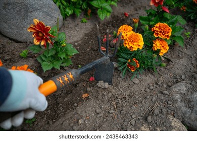 Caring for marigolds in the garden.Work in the garden in the summer.Plant flowers in the garden. - Powered by Shutterstock