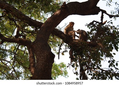caring monkey and smart monkey