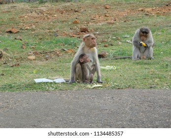 CARING MONKEY WILD 