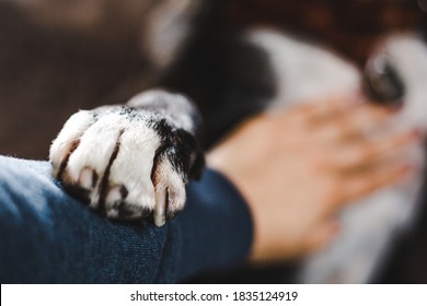Caring Staffordshire bull terrier bully breed dog lovingly places his white paw on human's arm while receiving a belly rub