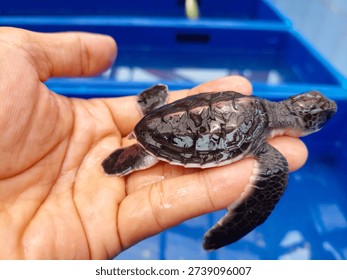 Caring for a Tiny Sea Turtle Hatchling - Close-up of Newborn Green Sea Turtle in Conservation Program and Nursery Tanks