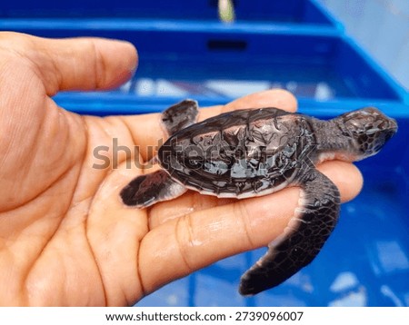 Caring for a Tiny Sea Turtle Hatchling - Close-up of Newborn Green Sea Turtle in Conservation Program and Nursery Tanks
