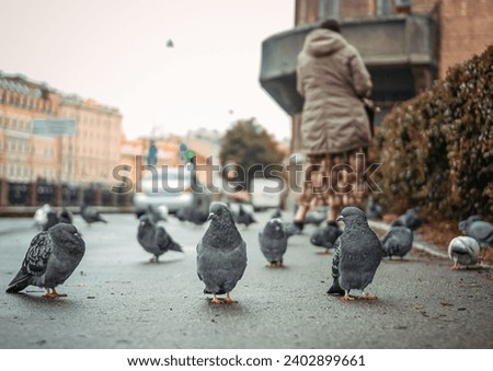 A caring woman feeds pigeons and birds. A caring woman and homeless birds on the street. Caring for homeless animals and birds.