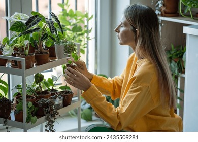 Caring woman plant lovers grows rare houseplants at home. Decor shelf wide variety potted plants. Interested female holds Pilea sprout in small pot. Hobby concept