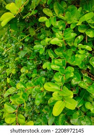 Carissa Carandas Flowering Shrub Apocynaceae Fruits Medicine And Food