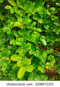 Carissa Carandas Shrub Apocynaceae Dark Green Leaf Surface