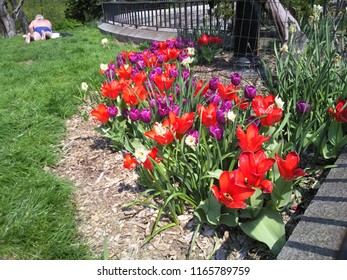 Carl Schurz Park Assorted Spring Flowers