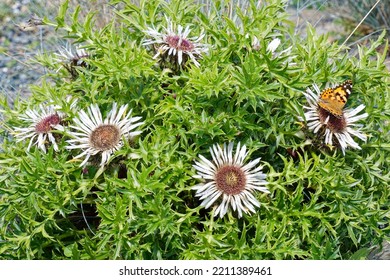 Carlina Acaulis Is An Alpine Plant 