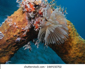 Carlisle Bay Wrecks At Barbados