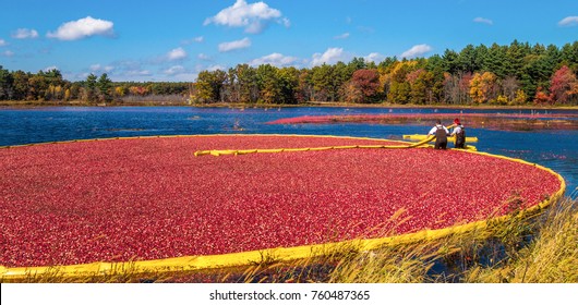 Carlisle, MA, USA – October 17, 2014: Workers gather bright red cranberries in flooded bog during annual fall cranberry harvest.