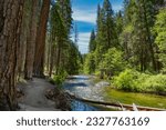 Carlon Falls Trail in Yosemite National Park is a beautiful hike through an evergreen forest. The path follows the Southfork of the Tuolumne River to a 30-foot waterfall with rolling cascades. 