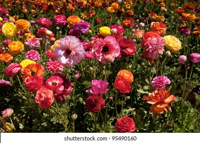 Carlsbad California Flower Fields