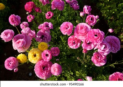 Carlsbad California Flower Fields