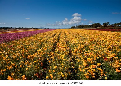 Carlsbad California Flower Fields