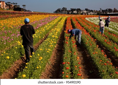 Carlsbad California Flower Fields