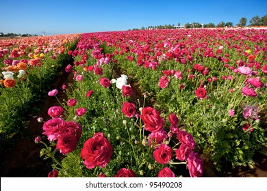 Carlsbad California Flower Fields