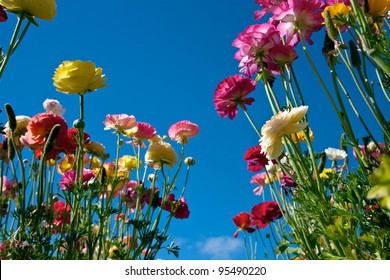 Carlsbad California Flower Fields