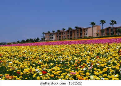 Carlsbad Flower Fields