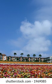 Carlsbad Flower Fields