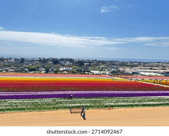 Carlsbad flower fields in bloom