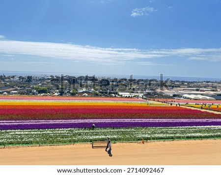 Carlsbad flower fields in bloom