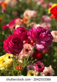 Carlsbad Flower Fields In Blossom 