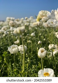 Carlsbad Flower Fields In Blossom 