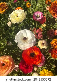 Carlsbad Flower Fields In Blossom 