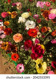 Carlsbad Flower Fields In Blossom 