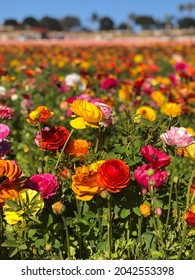 Carlsbad Flower Fields In Blossom 