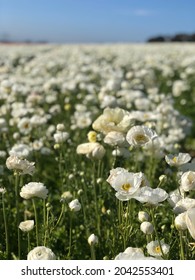 Carlsbad Flower Fields In Blossom 