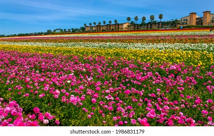 Carlsbad California Flowers High Res Stock Images Shutterstock