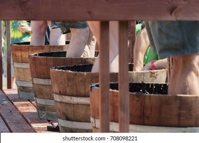 Carlton, Oregon,USA - September 12, 2015:Contestants Stomp Grapes In Barrels At Carlton's Annual Wine Crush Harvest Festival In Yamhill County's Wine Country In Oregon.