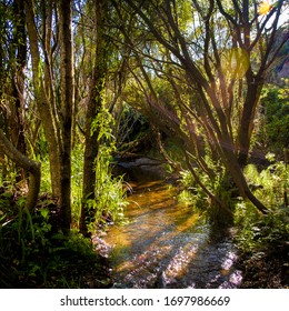 Carmel California Shoreline Hiking Trail