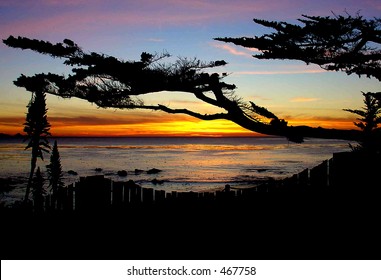 Carmel Silhouettes
Carmel, CA