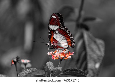 Carmine shot of a butterfly