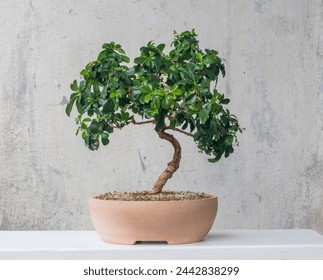 Carmona microphylla. Bonsai A beautiful indoor plant. Home decor - Powered by Shutterstock