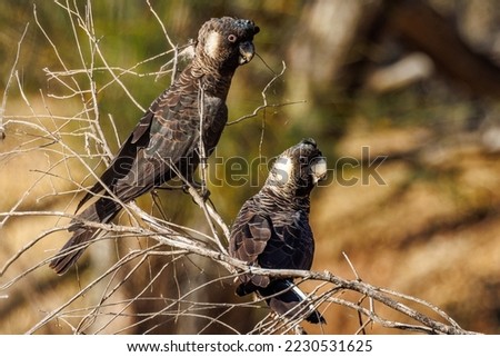 Carnaby's Black Cockatoo in Western Australia